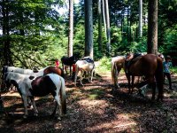 Erlebnis-Austritt in den Wald