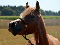 Pferd "Fuchsi"