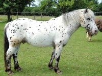 Unser Longenpony "Nilson"