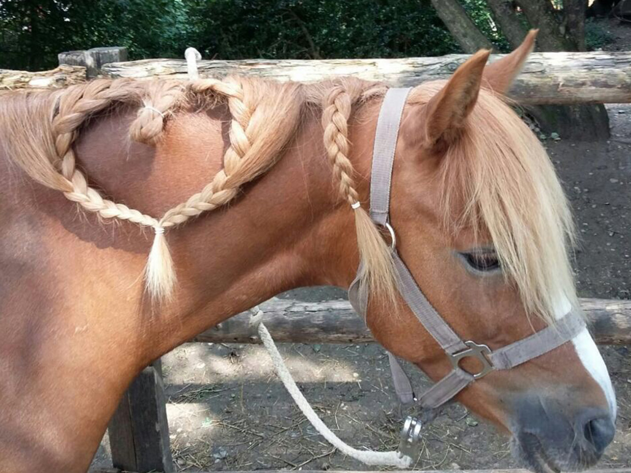 Schulpony "Grace" mit Mähnenherz