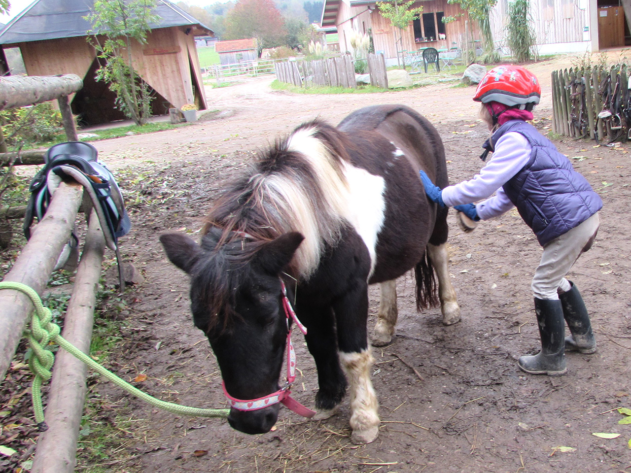 Pony Lilli wird geputzt