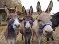Eselpatenschaften